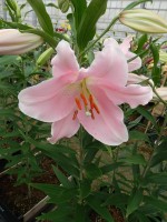 [5572 VH02 Garrotin No02.JPG]